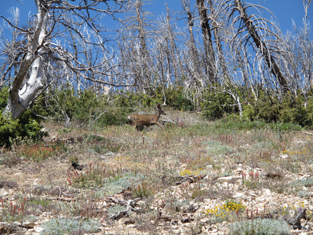 Stag (Odocoileus hemionus) was just above the Big Tree Camprground: Stag (Odocoileus hemionus) was just above the Big Tree Camprground: